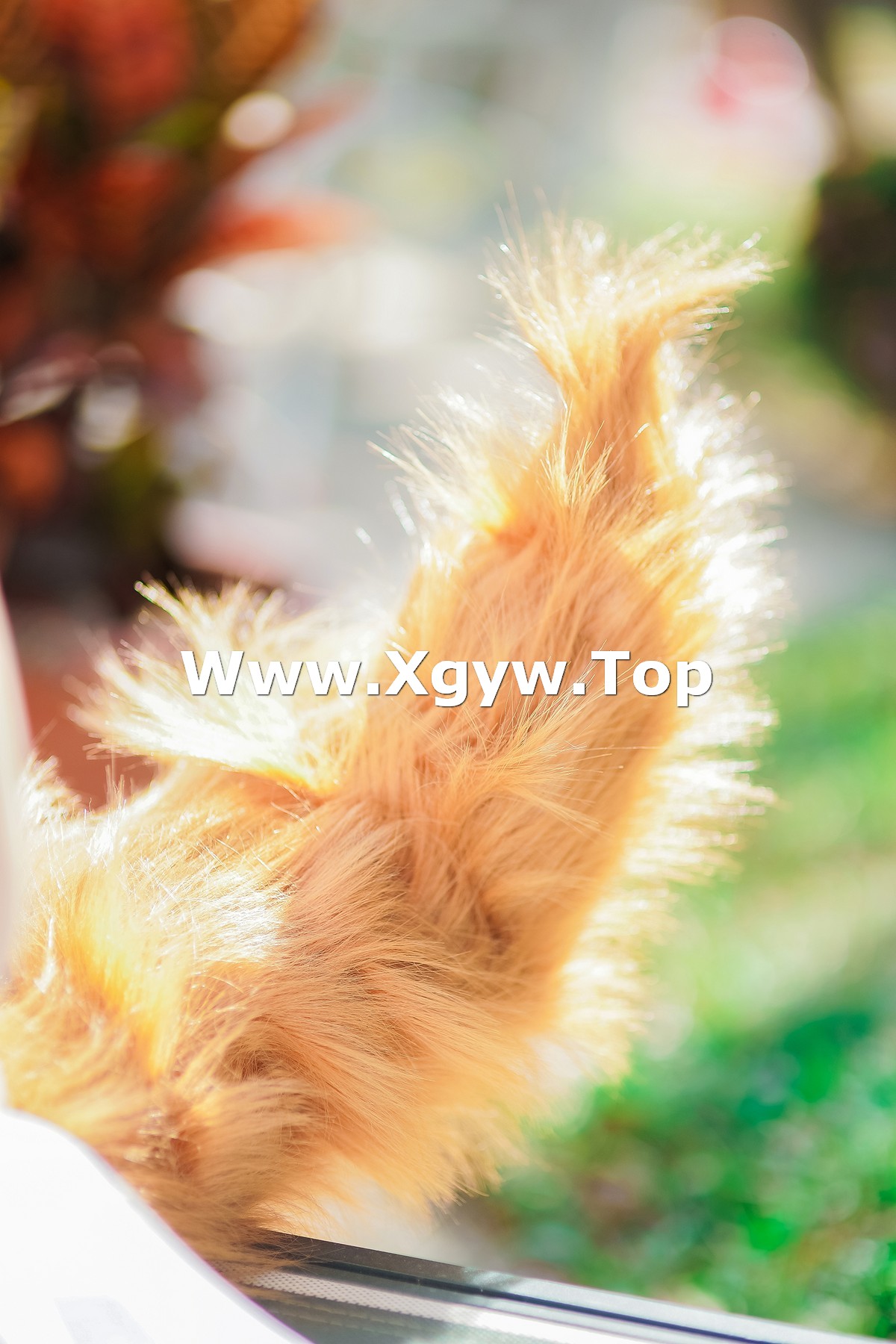 xgyw.top_Coser妹子Ely_eee玉藻前泳池主题泳池狐狸装扮性感比基尼秀完美身材诱惑写真39P